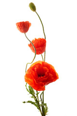 Bright red poppies flowers isolated on white background. - obrazy, fototapety, plakaty