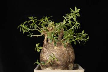 Isolated Pachypodium bispinosum plant against black background