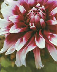 close up of pink dahlia flower