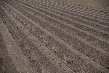 Background of arable land in sunlight