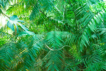 Tropical forest, beautiful background for text