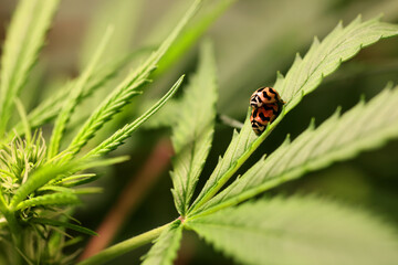 Beatle mating on cannabis leaf . Lady bug eating red spider mites protect marijuana tree. Closed...