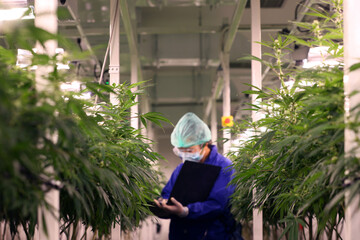 Cannabis leaves in closed system Laboratory. Scientist inspector check field. Cannabis recipe for...