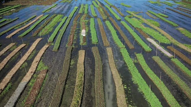 Aerial view of farmers doing the harvest with a canoe in a traditional floating vegetable garden in Banaripara, Barisal, Bangladesh.