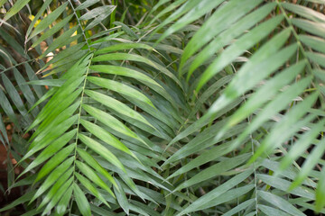Fototapeta na wymiar Tropical leaf close up on the background of tropical trees