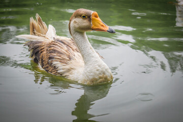 goose on the water