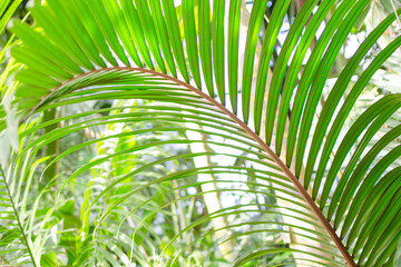 Naklejka na ściany i meble Tropical leaf close up on the background of tropical trees