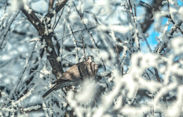 Bird in the tree