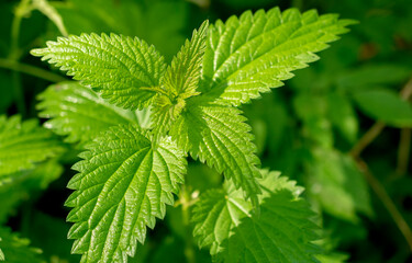 Common stinging nettle growing in the forest.