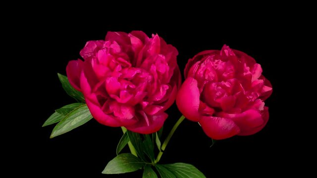 Time Lapse of Two Beautiful Red Peony Flowers Blooming on Black Background. 4K.
