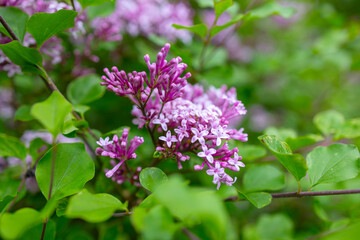 Fototapeta na wymiar garden common purple lilac in the park blooms in spring