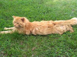 Naklejka premium cat in grass