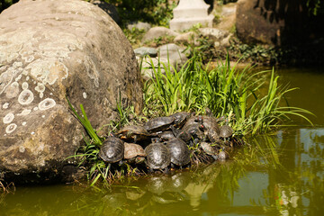 Eight turtles in various sunning positions on a brown rock with pink waterlilies and green plants in the background.