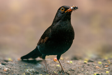 Blackbird observes nature and looks for food