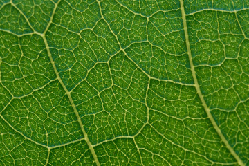 Vein details of a green leaf.