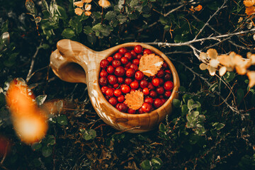 Ripe lingonberry  with yellow leaves   in traditional wooden Sami Cups (kuksa) on a background of...