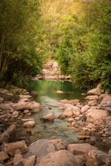 Obraz premium river in the forest