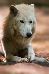 Obraz premium Wolf in the forest looking for prey