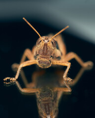 Brown grasshopper reflected on a black surface.
