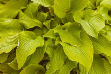 perennial herbaceous plant hosta funkia as a decoration grass in gardens and on lawns in parks - obrazy, fototapety, plakaty