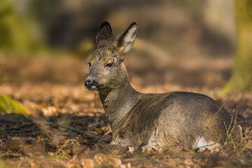 Deer grazing and relaxing in nature