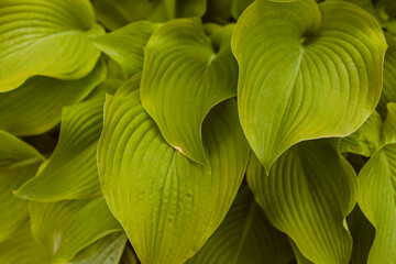 Obraz premium perennial herbaceous plant hosta funkia as a decoration grass in gardens and on lawns in parks