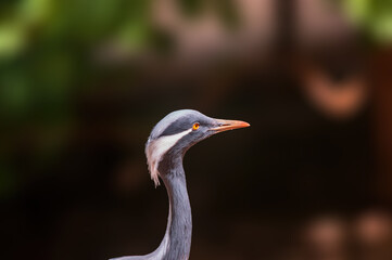 heron observes nature and looks for food