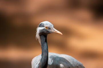 heron observes nature and looks for food