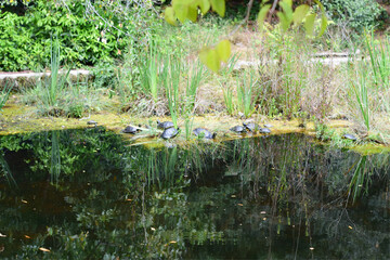 Turtles on the shore of the pond of green waters, among the vegetation.	
