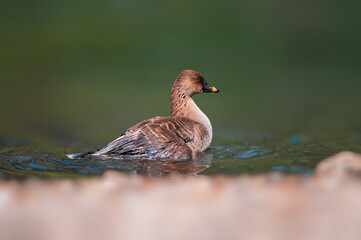 duck observes nature and looks for food