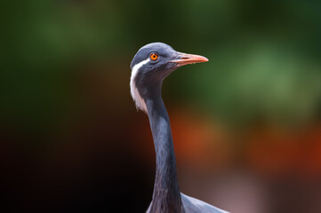 heron observes nature and looks for food