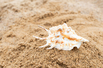 Fototapeta na wymiar Seashell on the sand on the beach. Summer background.