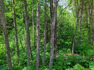 landscape of green forest in the summer during the day.