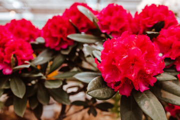 red pink rhododendron blooms on bushes in the garden in the park close up