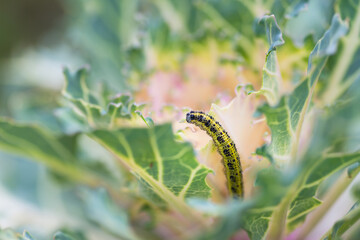 Ornamental kale head damaged by larva of Cabbage White butterfly (Pieris rapae). Close-up of caterpillar on leaf - insect pest causing huge damage to harvest in farms and gardens.
