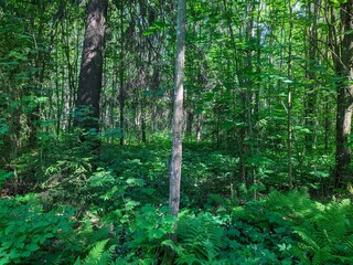 landscape of green forest in the summer during the day.