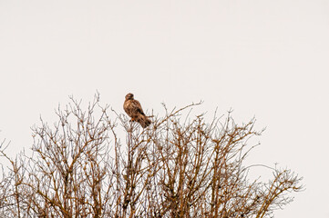buzzard observes nature and keeps an eye out for food