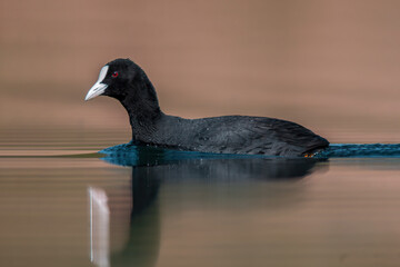 Coot swims on a pond looking for food