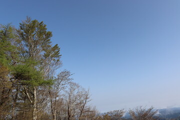 日本の山で綺麗な植物と空を撮影