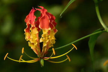 Flame lily forest