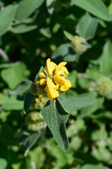 Jerusalem sage