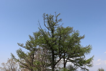 日本の山で綺麗な植物と空を撮影
