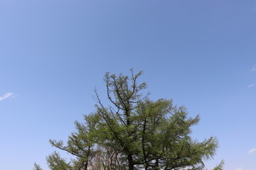 日本の山で綺麗な植物と空を撮影