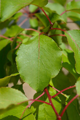 Apricot tree