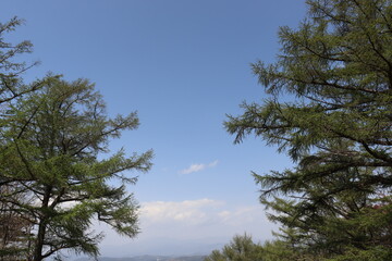 日本の山で綺麗な植物と空を撮影