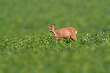 Deer grazing and relaxing in nature