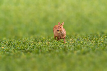 Deer grazing and relaxing in nature