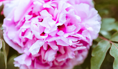 Paeonia suffruticosa white and pink peony on the bushes in the garden in the park
