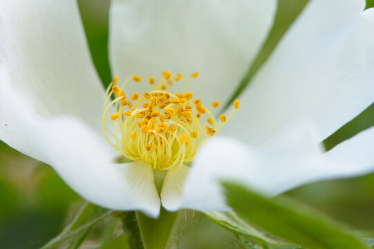mackro shot of the pollen of a white wild rose flower