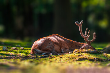 Deer grazing and relaxing in nature
